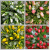 Tavaszi fuvallat - egyszínű tulipán csokor - "Virágkötő Választása"